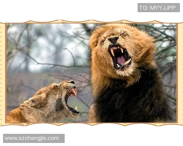 洛格与西班牙人激战正酣谁能在这场对决中笑到最后